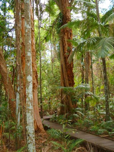 Rainforest Boardwalk