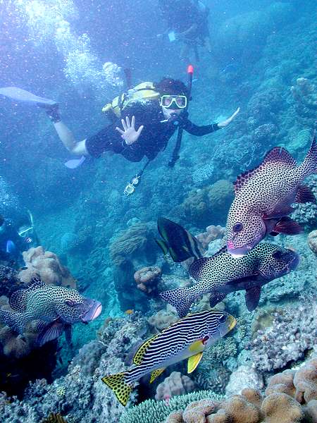 Barrier Reef Divers