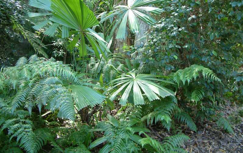 Tropical Rainforest