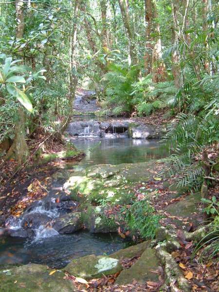 Tropical Rainforest