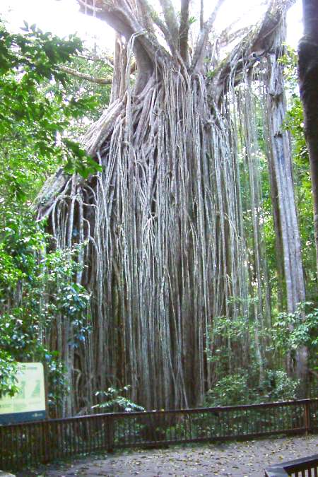 Curtain Fig Tree